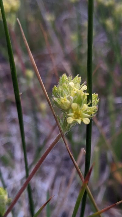 Potentilla campestris, photographed by My-Lan Le