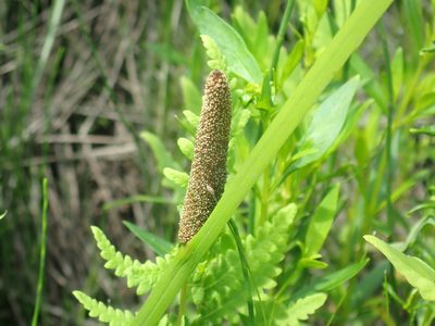Acorus calamus, photographed by Lynn Harper