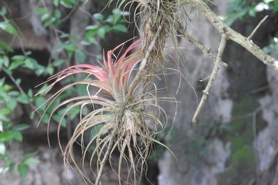 Tillandsia brachycaulos, photographed by Sebastián de Jesús Herrera Buenfil