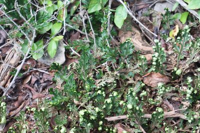 Selaginella convoluta, photographed by Cenoteando