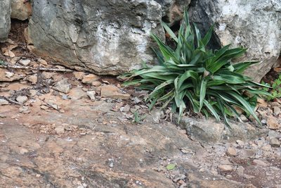 Callisia fragrans, photographed by Cenoteando
