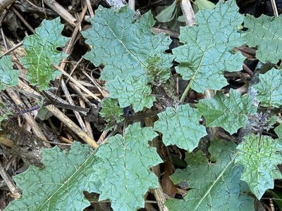 Solanum ditrichum, photographed by Greg Tasney