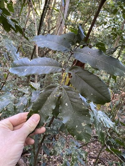 Bosistoa pentacocca, photographed by Greg Tasney