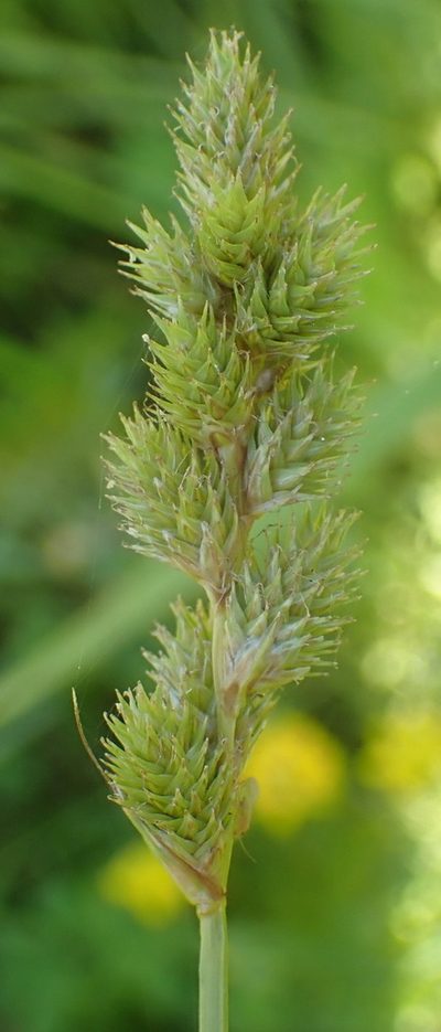 Carex feta, photographed by Mike Palmer