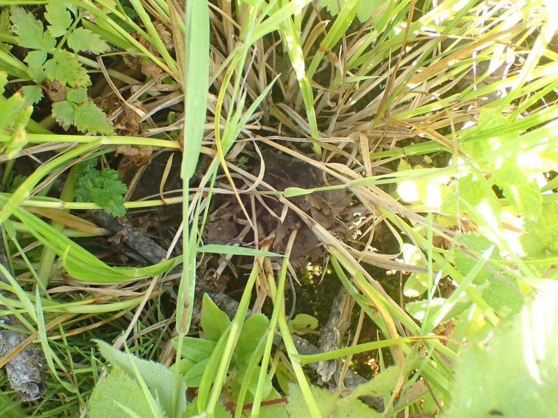 Carex feta, photographed by Mike Palmer