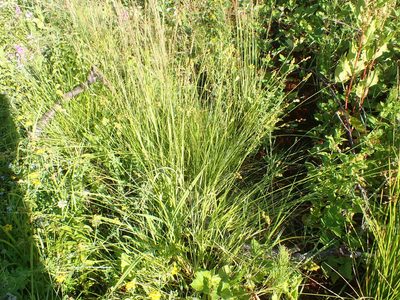 Carex feta, photographed by Mike Palmer