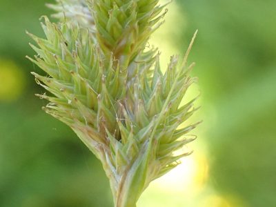 Carex feta, photographed by Mike Palmer