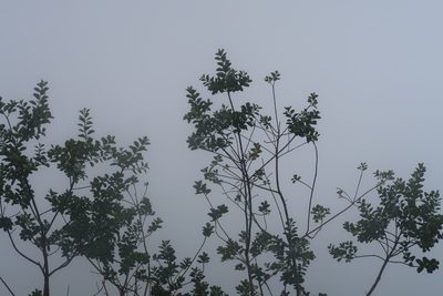 Stirtonanthus taylorianus, photographed by Di Turner