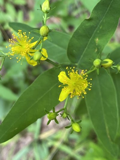 Hypericum nudiflorum, photographed by Carol Ann McCormick