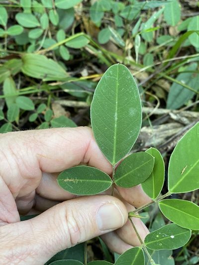 Grona nemorosa, photographed by Greg Tasney