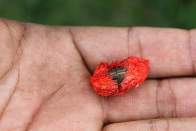 Pithecellobium lanceolatum, photographed by Obed Palagot Echavarria
