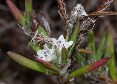 Polygonum paronychia, photographed by Don Loarie