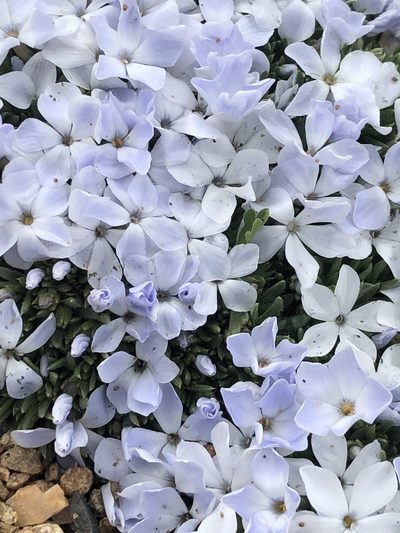 Phlox pulvinata, photographed by Joseph McPhail
