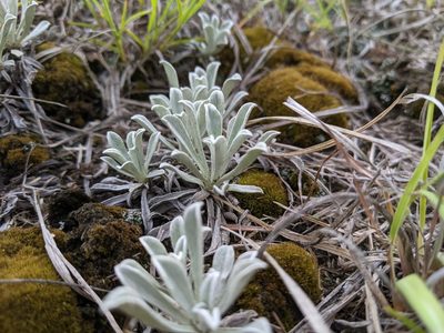 Antennaria parvifolia, photographed by Raesha Svatora