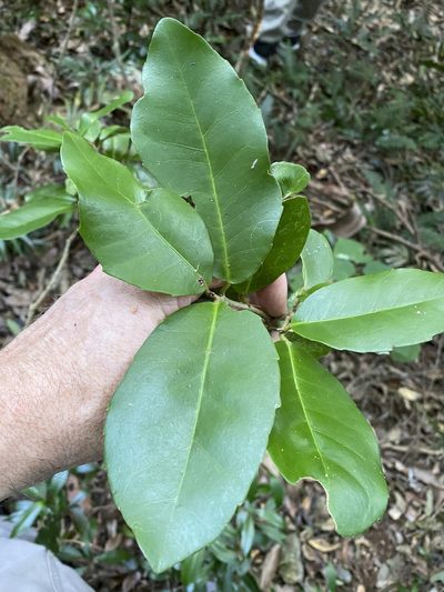 Croton acronychioides, photographed by Greg Tasney