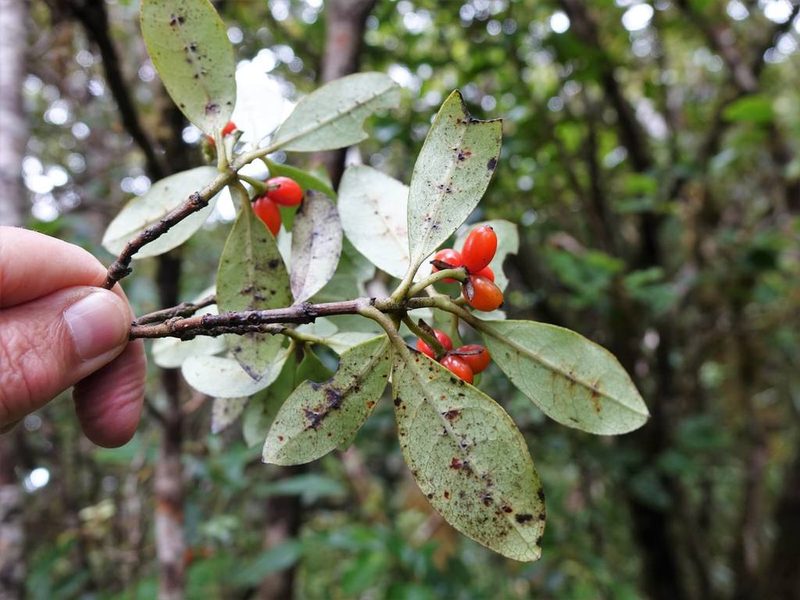 Coprosma dodonaeifolia, photographed by Jacqui Geux