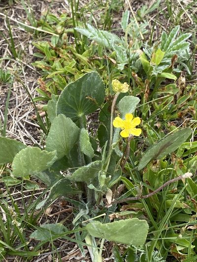 Ranunculus cardiophyllus, photographed by Elliott Gordon