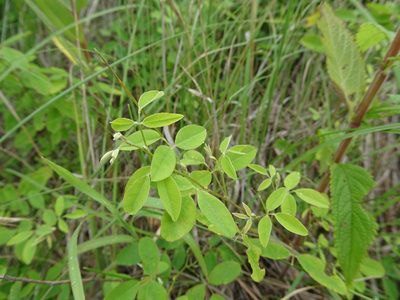 Lespedeza frutescens, photographed by Thomas Koffel