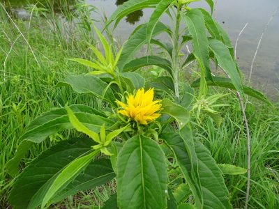 Helianthus grosseserratus, photographed by Thomas Koffel