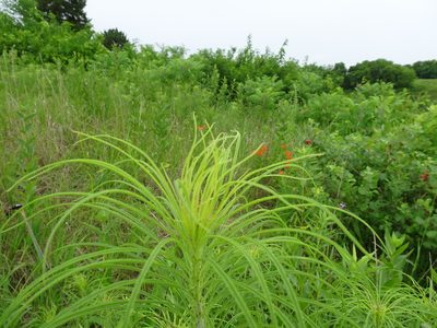 Helianthus salicifolius, photographed by Thomas Koffel