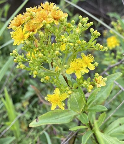 Hypericum lobocarpum, photographed by drnancyjackson