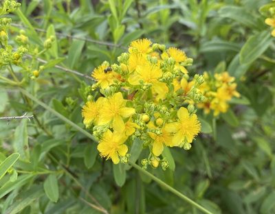 Hypericum lobocarpum, photographed by drnancyjackson