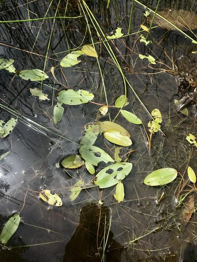 Potamogeton oakesianus, photographed by Chase Mathey