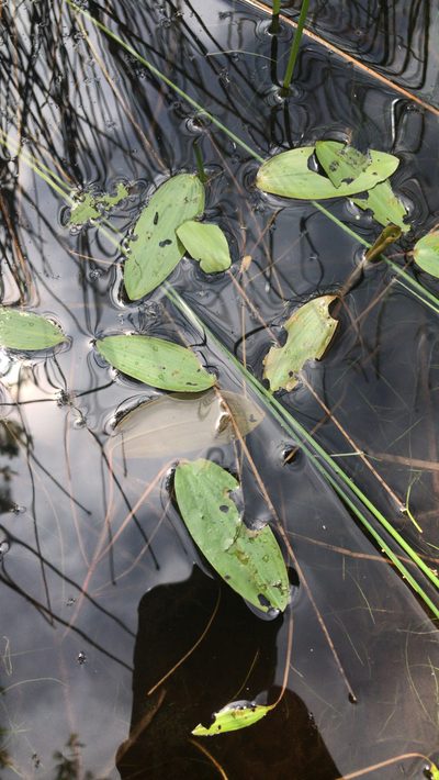 Potamogeton oakesianus, photographed by Chase Mathey