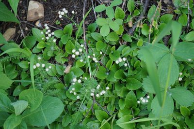 Antennaria racemosa, photographed by Spencer Quayle