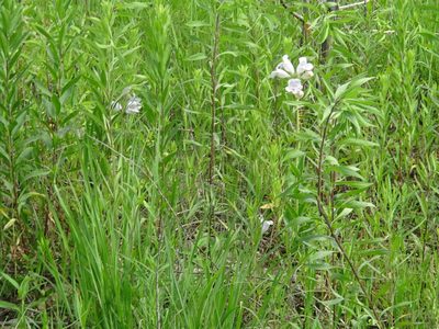 Penstemon cobaea, photographed by Thomas Koffel