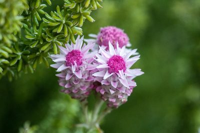 Lachnospermum umbellatum, photographed by magriet b