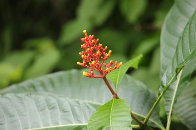 Isertia haenkeana, photographed by Aitor