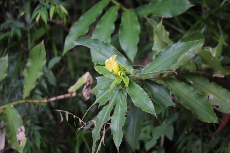 Costus villosissimus, photographed by Aitor