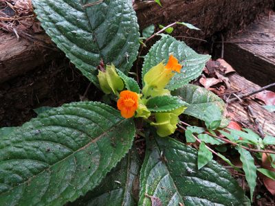Chrysothemis friedrichsthaliana, photographed by Katja Schulz