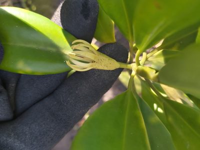 Bruguiera exaristata, photographed by Tim
