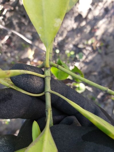Bruguiera exaristata, photographed by Tim