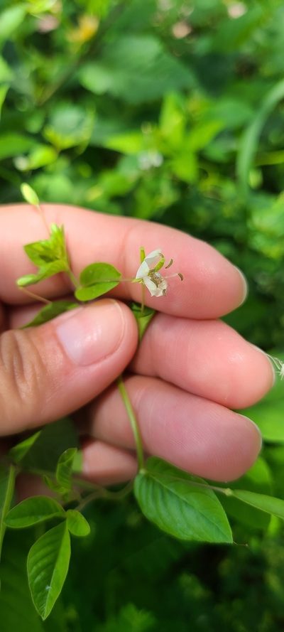Tarenaya aculeata, photographed by ritirene