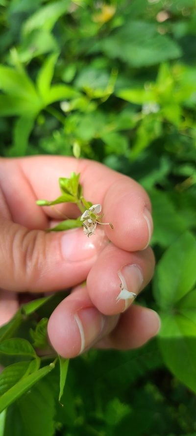Tarenaya aculeata, photographed by ritirene
