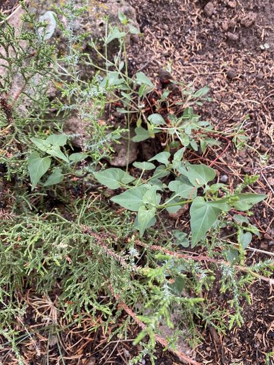 Mirabilis oxybaphoides, photographed by Elliott Gordon