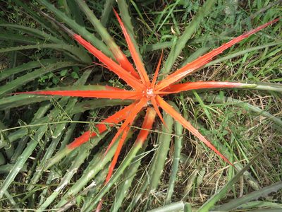 Bromelia serra, photographed by Patricio Cowper Coles