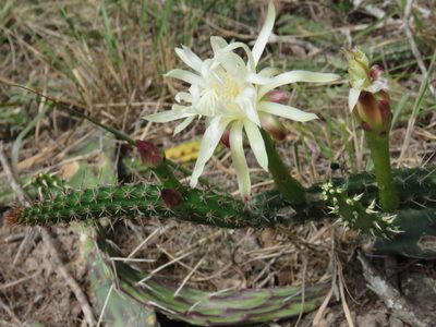 Praecereus euchlorus, photographed by Patricio Cowper Coles