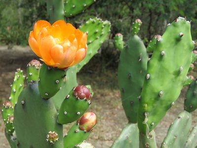 Opuntia quimilo, photographed by Patricio Cowper Coles