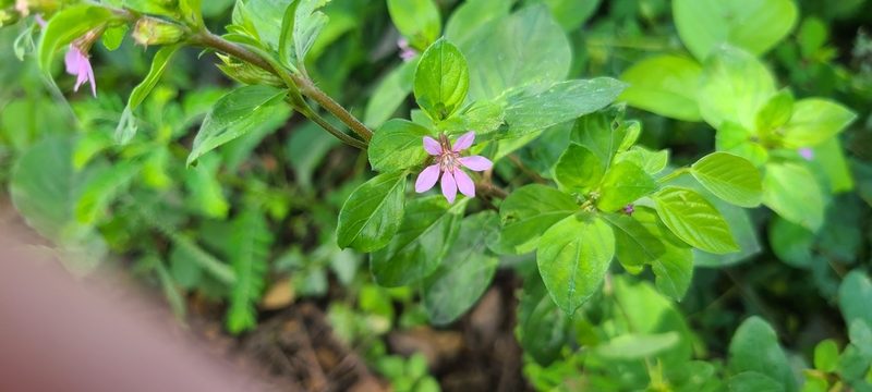 Cuphea strigulosa, photographed by ritirene