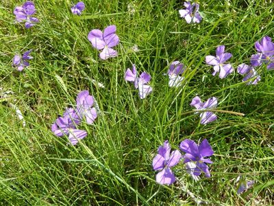 Viola ferrarinii, photographed by Luca Fornasari