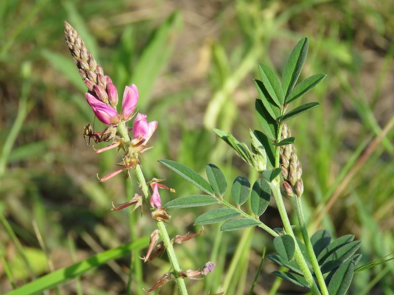 Indigofera asperifolia, photographed by Patricio Cowper Coles