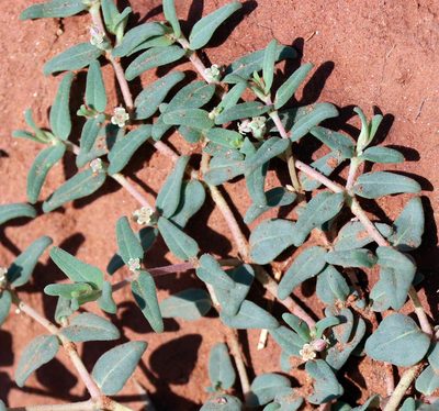 Euphorbia lata, photographed by Catherine C. Galley