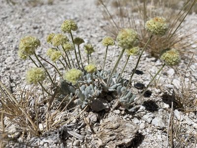 Eriogonum argophyllum, photographed by william_hoyer