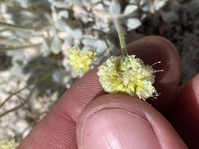 Eriogonum argophyllum, photographed by william_hoyer