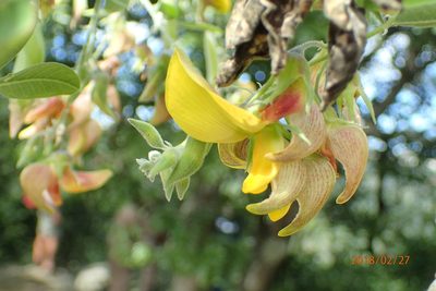 Crotalaria capensis, photographed by Peter Warren
