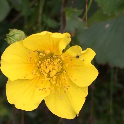 Geum peckii, photographed by aspring